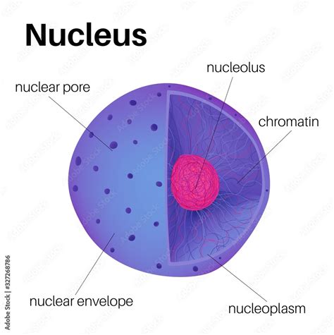 Anatomy of The Cell Nucleus Stock Vector | Adobe Stock