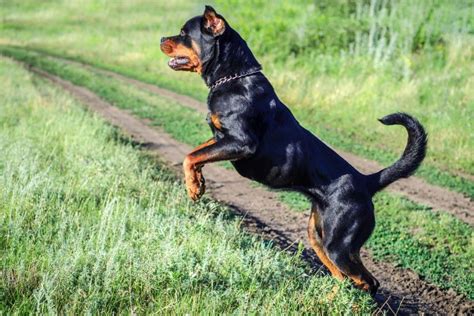 Are Rottweilers Dangerous? The Surprising Truth About Rotties