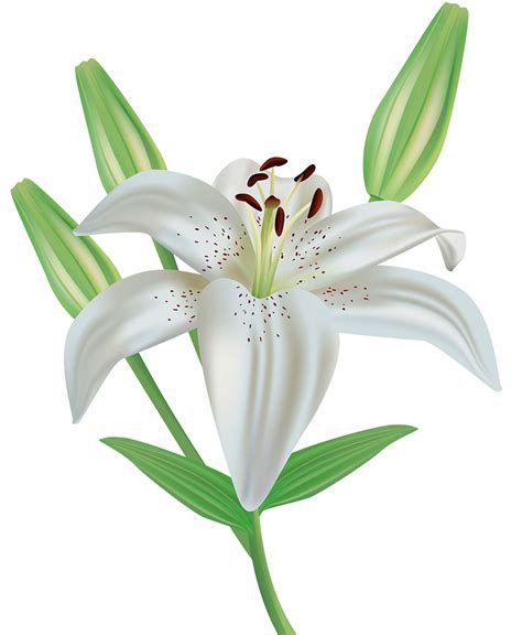 Lily flower clipart image gallery yopriceville high png – Clipartix