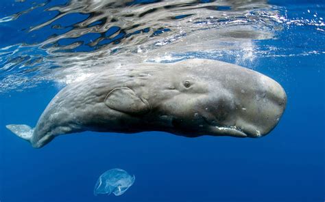 Gray whale under water HD wallpaper | Wallpaper Flare