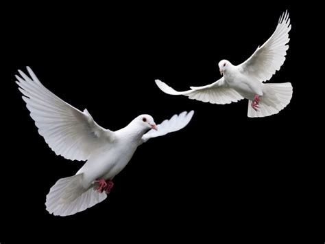 飛行2白い鳩 動物 高解像度で壁紙 | Black and white birds, Dove flying, Pet birds