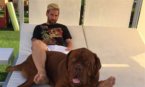 “Meet the Massive Marvel: Lionel Messi’s Pet Dog Transforms from Cute ...