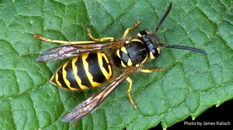 Paper Wasps and Yellow Jackets | Nebraska Extension in Lancaster County