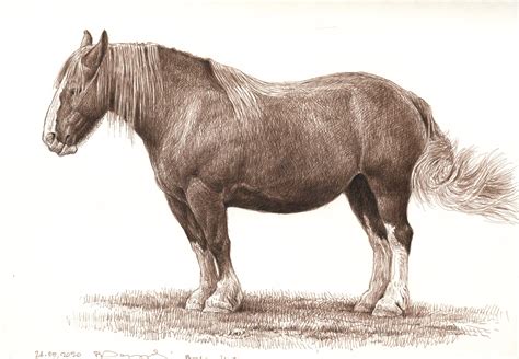 Breton horse drawing