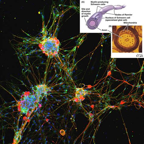 New research reveals that Schwann cells are capable of spreading myelin across multiple axons ...