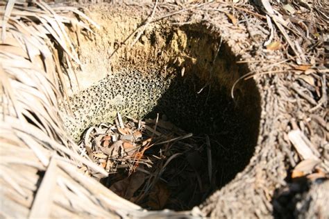 Palm tree root ball hole in the beach sand photo - Rick Kobylinski photos at pbase.com