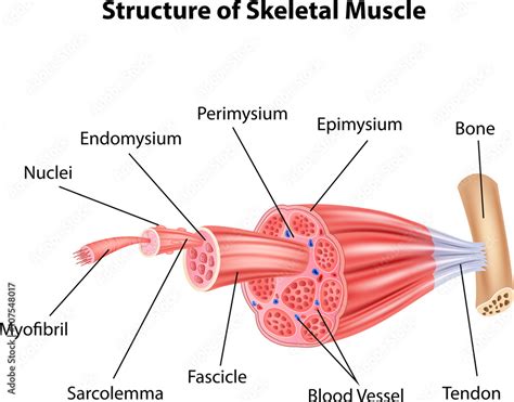 Illustration of Structure Skeletal Muscle Anatomy Stock Vector | Adobe ...