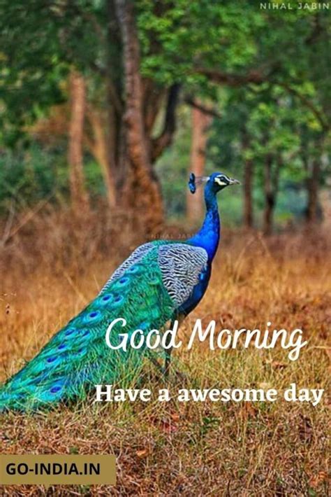 45+ Good Morning Peacock Images - Good Morning Wishes