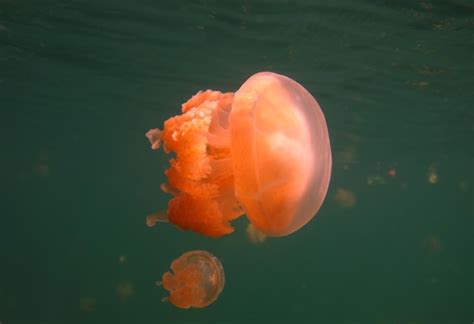 Premium Photo | Jellyfish lake. wildlife of palau.
