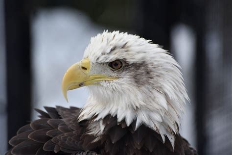 Bald Eagle | The Maryland Zoo