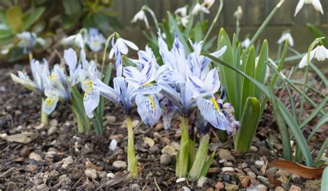 The Ultimate Guide To Planting Iris Bulbs: When, Where, And How? - Seasonal Cornucopia