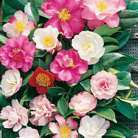 Find Camellia Japonica Shrub at Homebase. Visit your local store for the widest range of garden ...