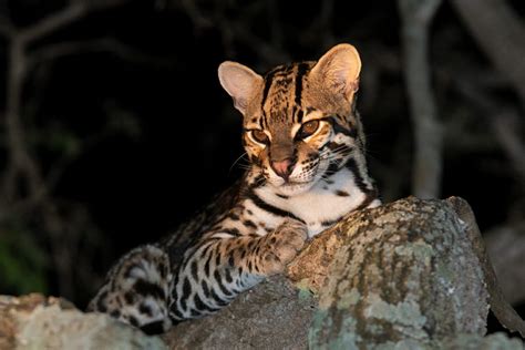 How Much Do Ocelots Cost