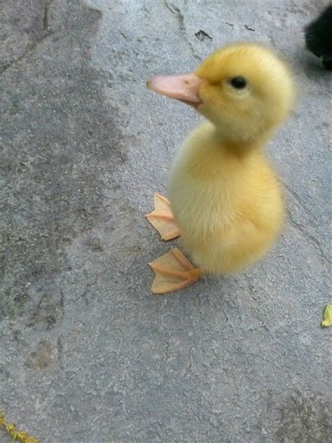 Baby American Pekin Duck For Sale / Pekin Ducks | Katie Abrams | Flickr - They are humanely ...