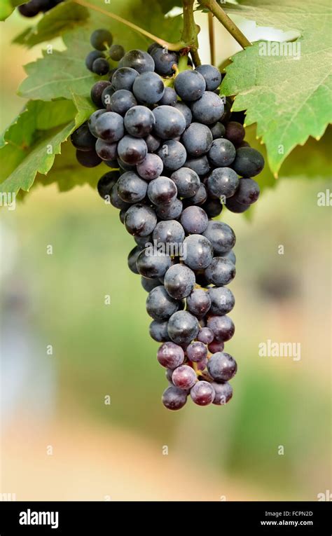 grapes on the vine ready for harvest Stock Photo - Alamy