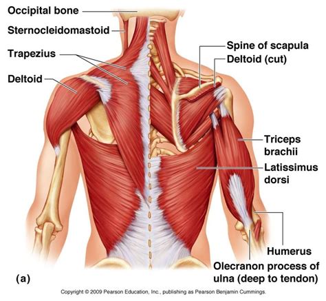 Image result for upper back muscle diagram | Muscle anatomy, Shoulder anatomy, Body anatomy