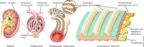 Topic 11.3: The Kidney and Osmoregulation - AMAZING WORLD OF SCIENCE WITH MR. GREEN