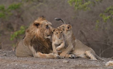 Gir National Park - Wildlife & Safari Information | Tour My India