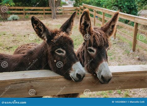 Pair of Nice Donkeys in a Farm Stock Image - Image of estate, bucolic ...