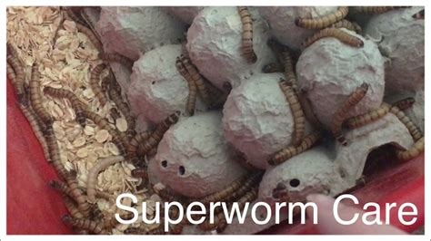 Superworm Care - YouTube