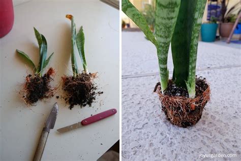 Propagating Snake Plants: Snake Plant Cuttings (2024 Guide)