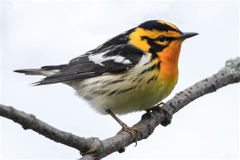 Blackburnian Warbler (male) – Jeremy Meyer Photography