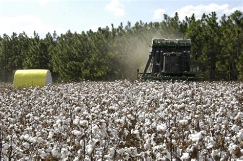 How To Farming Cotton - Farming Mania