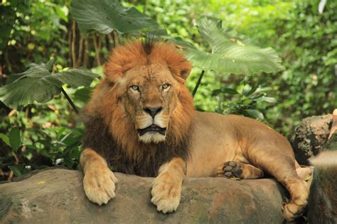 True or False about the Lion - Taman Safari Bali