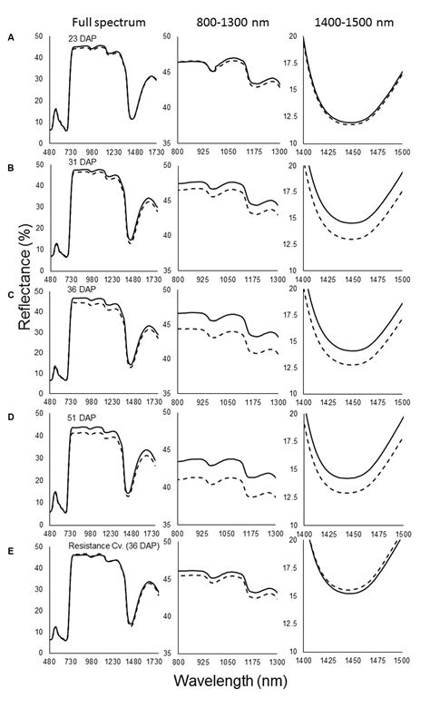 Frontiers | Recognition of Orobanche cumana Below-Ground Parasitism Through Physiological and ...