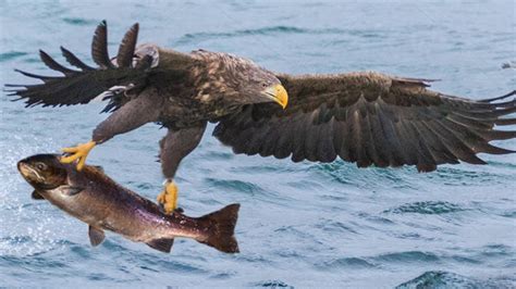 Golden Eagle Hunting Fish