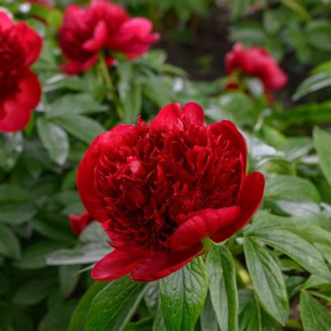 Peony 'Red Charm' | White Flower Farm