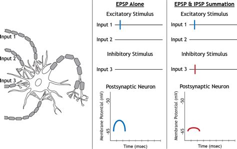 Postsynaptic Potentials – Foundations of Neuroscience