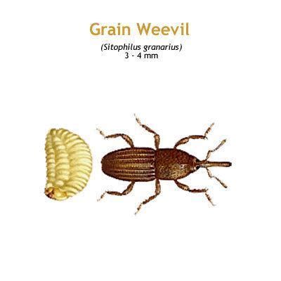 b_grain_weevil.jpg - Pest Gallery - Gallery - International Food Safety ...