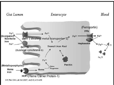 Iron metabolism