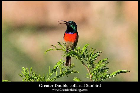 Birds of South Africa 2017 — Creative Birding