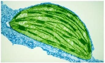 A false-color transmission electron micrograph of a chloroplast from a tobacco leaf. | Macro and ...