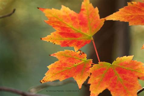 Orange Maple Leaf by Cocotte-Vero91 on DeviantArt