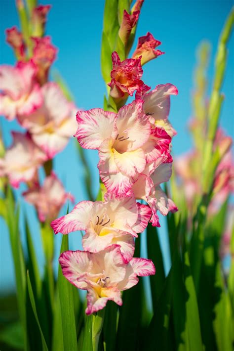 August birth flower: Gladiolus & Poppy - Growing Family