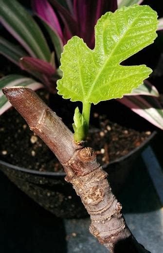 My fig tree propagation from a cutting : r/gardening