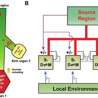 Plasmodesmata play a central role in controlling phloem delivery of... | Download Scientific Diagram