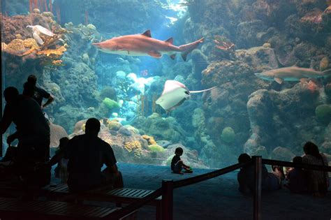 The Best Aquariums to Discover in Florida