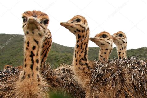 Ostrich Chicks — Stock Photo © fouroaks #2305050