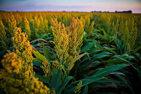 Millet Production Is On the Rise, and So Are the Pests That Eat It