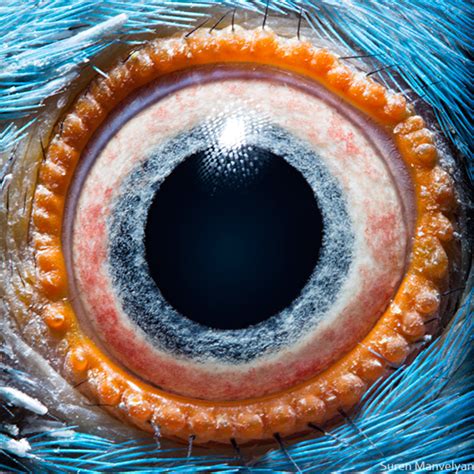 Stunning Macro Photographs of Animal Eyes | PetaPixel