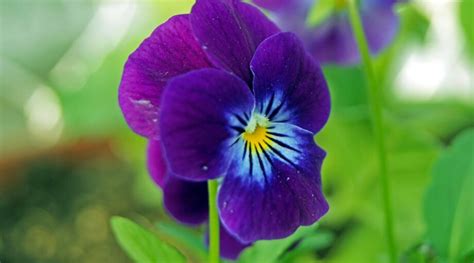 31 Cold-Hardy Viola Varieties For Your Garden