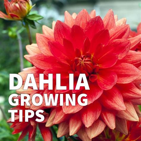 Start with these basics for growing dahlias from tubers. The complete guide includes container ...