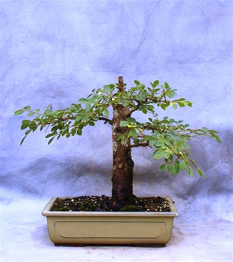 Building A Chinese Elm Bonsai – Year 1 | Bonsai South