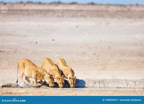 Lions pride in Africa stock photo. Image of environment - 158609392