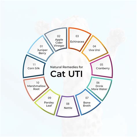 11 Natural Remedies for Cat UTI [The Easy Ways to Cure Your Cat at Home ...