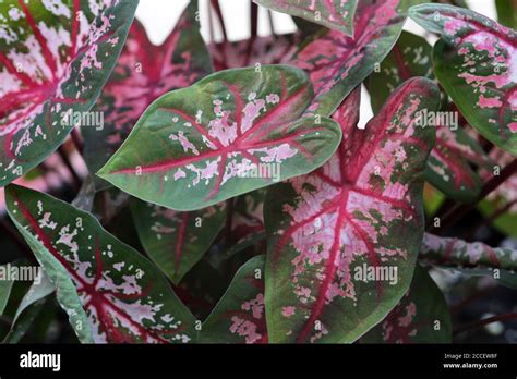 Vibrant Green and Pink Caladium Leaves Stock Photo - Alamy